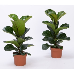 Фикус  Бамбино 35 см.